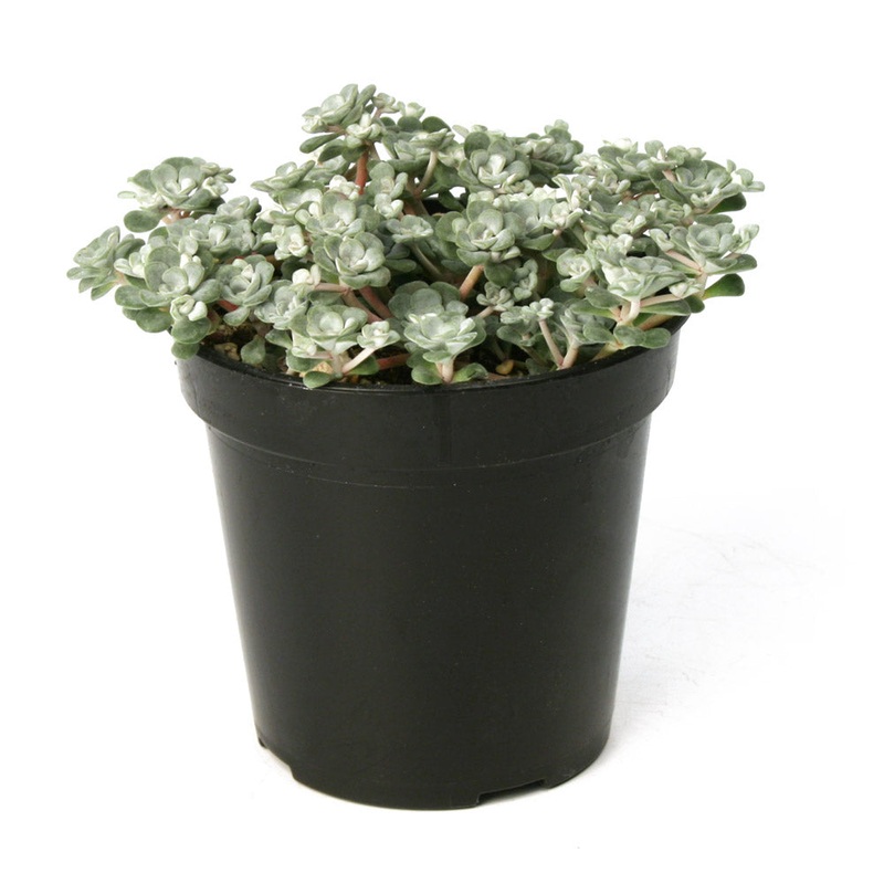 Sedum spathulifolium Capo Blanco – 3.5