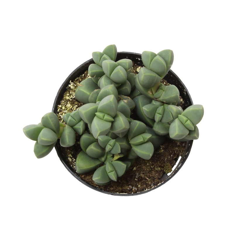 2.5 CORPUSCULARIA LEHMANNII