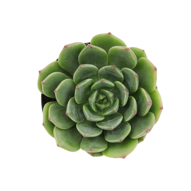 2.5 Echeveria Elfstone
