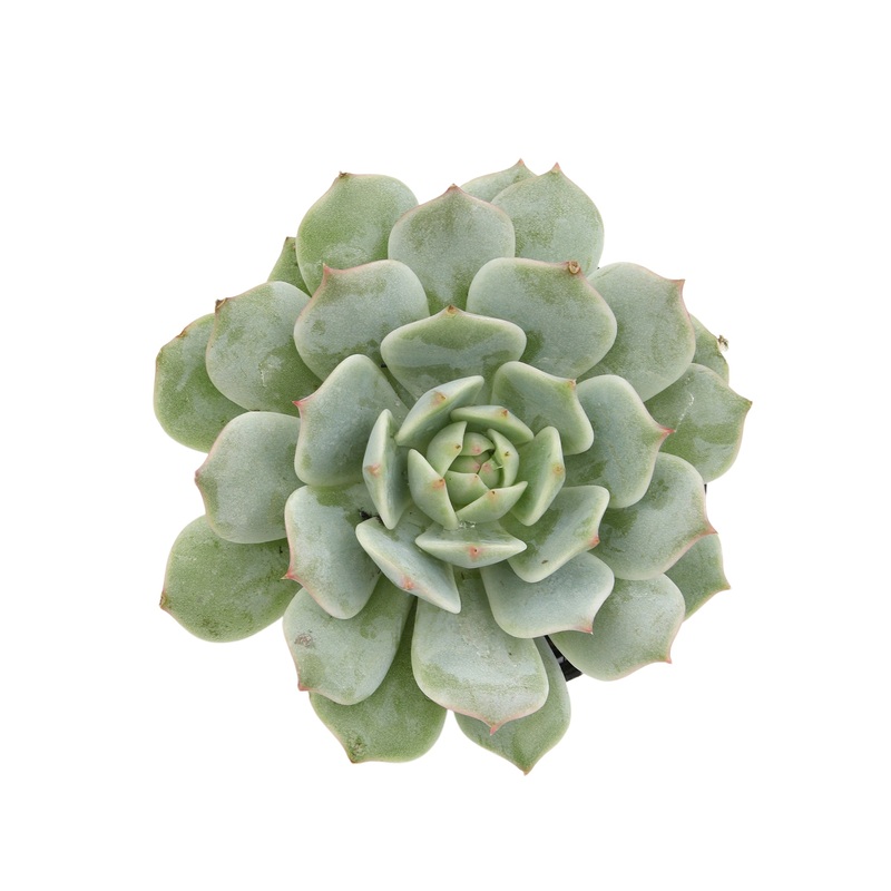 2.5 Echeveria Seraphina