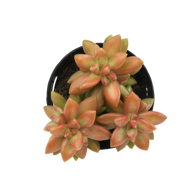 2.5 Sedum Adolphi Gold Dust