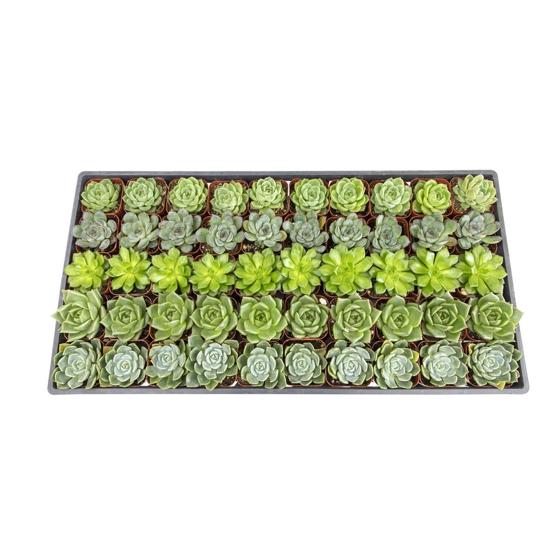 2 Inch Green Rosette Succulents Plants Live Indoor Plants, Bulk Wedding Favors (50 Pack)