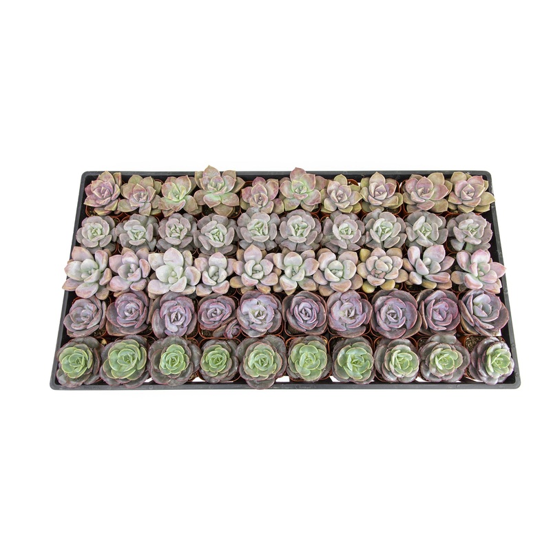 2 Inch Lavender, Pink and Mauve Rosette Succulents Plants Live Indoor Plants, Bulk Wedding Favors (50 Pack)