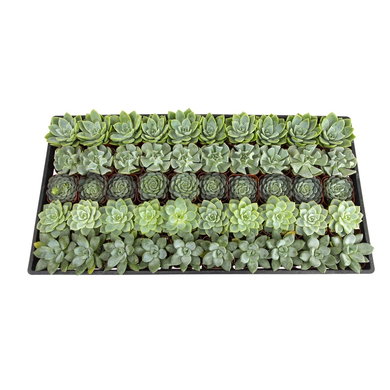 2 Inch Mint and Blue Rosette Succulents Plants Live Indoor Plants, Bulk Wedding Favors (50 Pack)