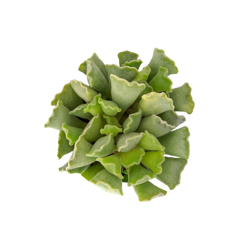 Adromischus cristatus Key Lime Pie