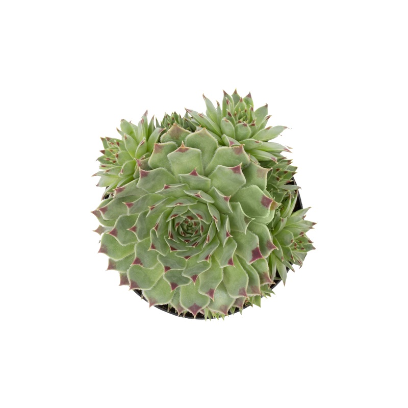 Sempervivum calcareum Hens n Chicks – 3.5