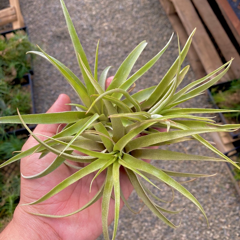 B Quality Capitata Peach 3 Pack <br> ($1 Per Plant)