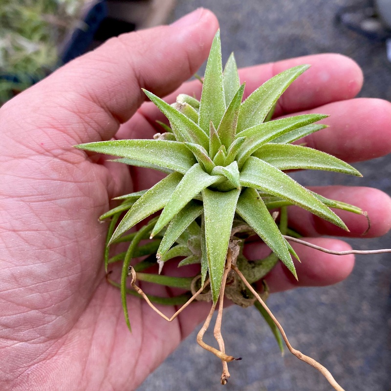 B Quality Ionantha Vanhyningii