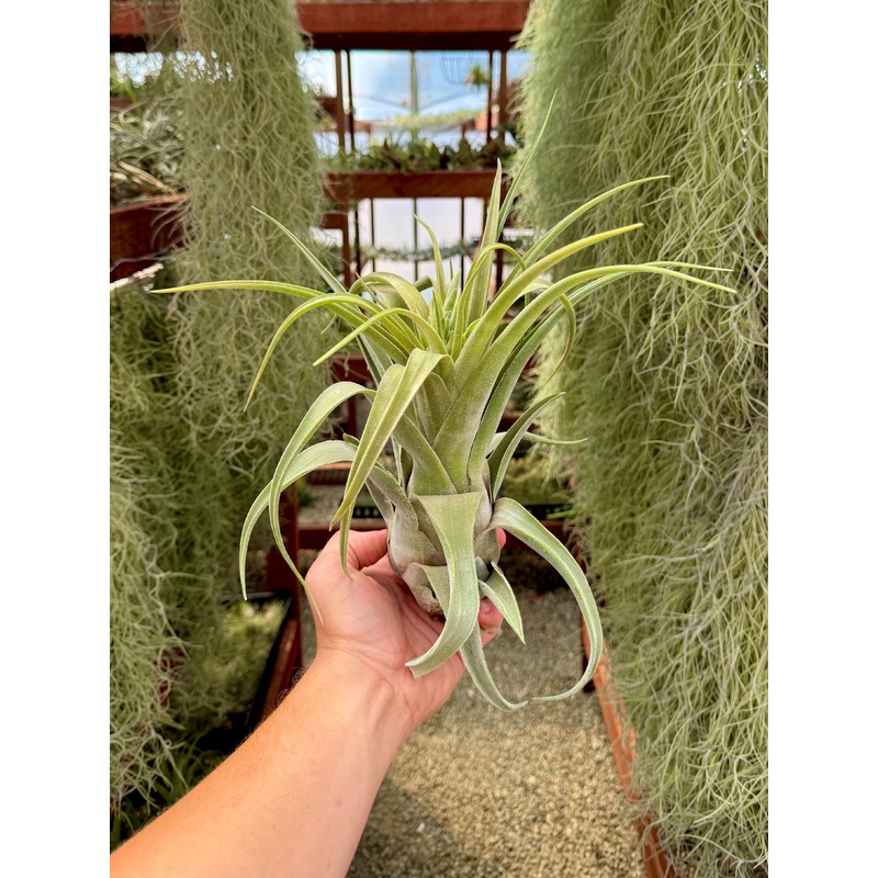 Blushing Giant (streptophylla x seleriana)