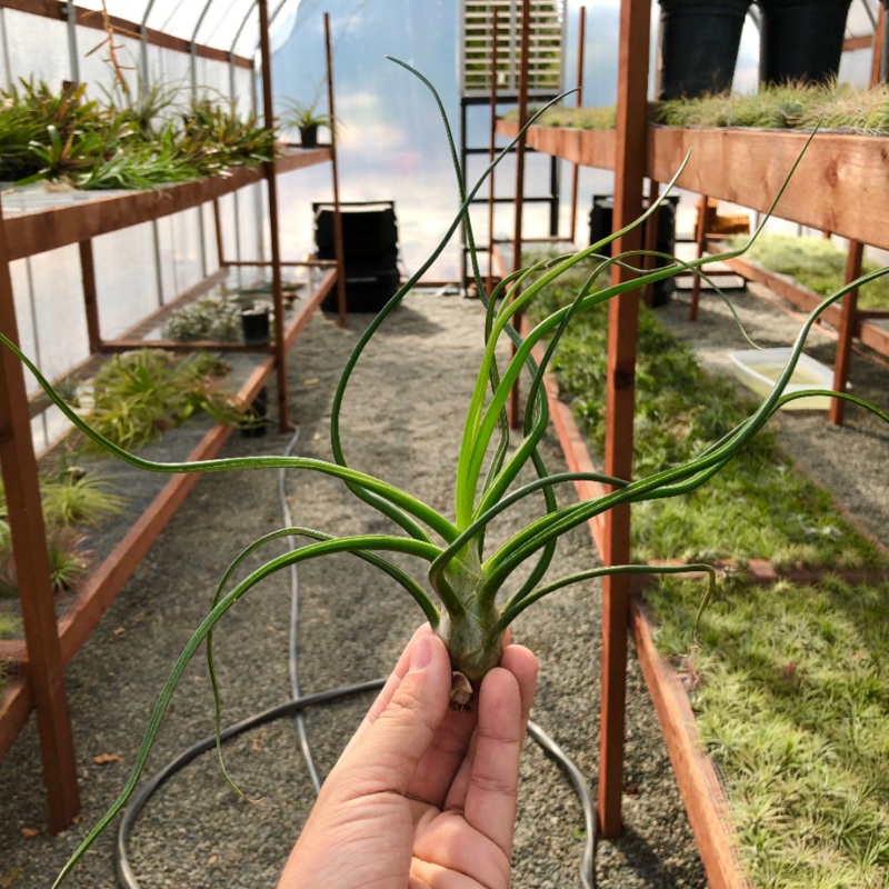 Bulbosa|Small|Medium|Large