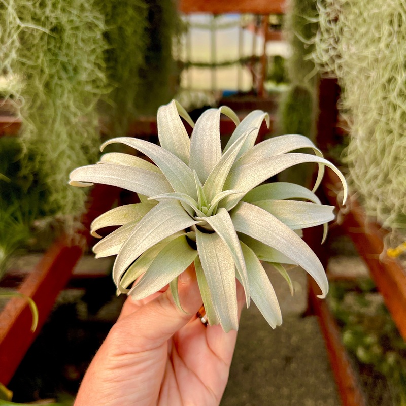 Capitata Dwarf Yellow