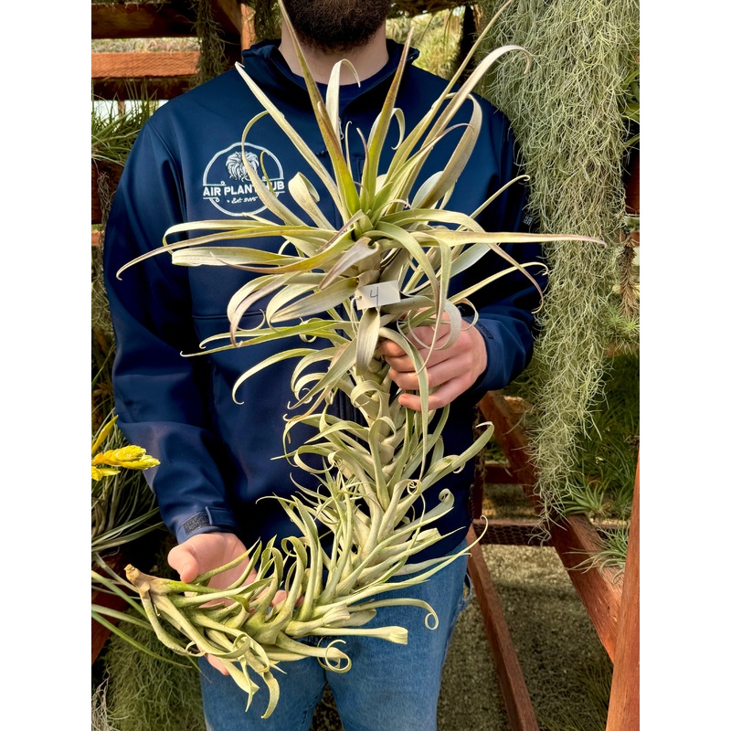 Cauligera Major XXL