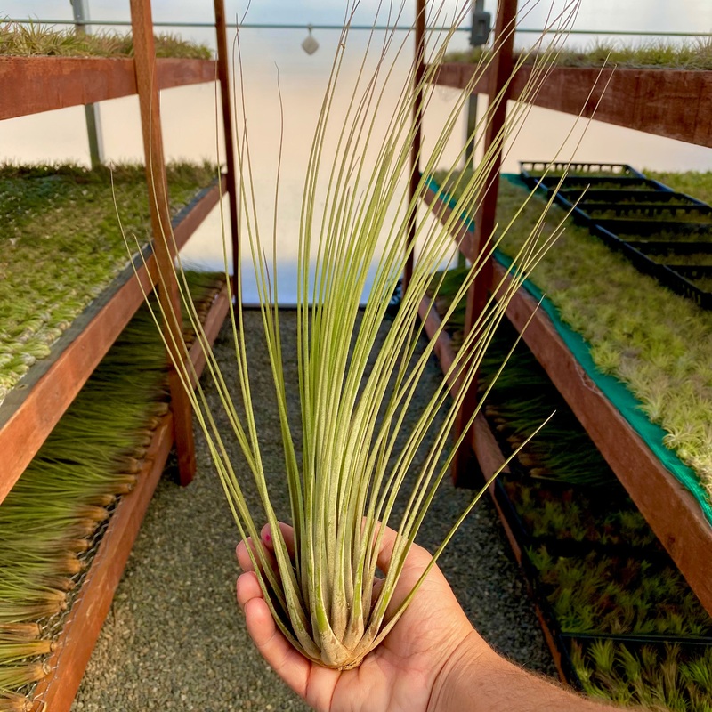 Juncea Giant 12+