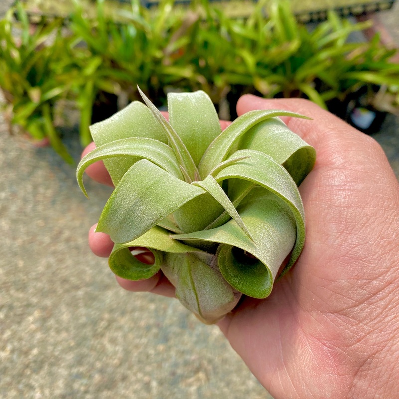Streptophylla|Mini|Small|Medium|Large|XL