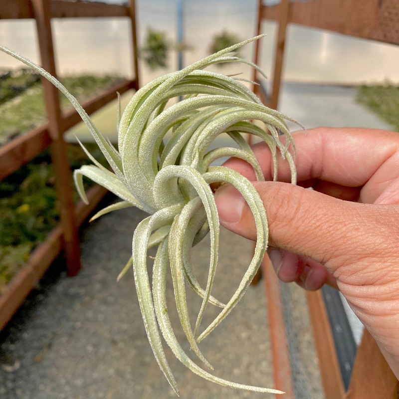 Subsecundifolia <br> (Formerly Recurvifolia Var. Subsecundifolia)