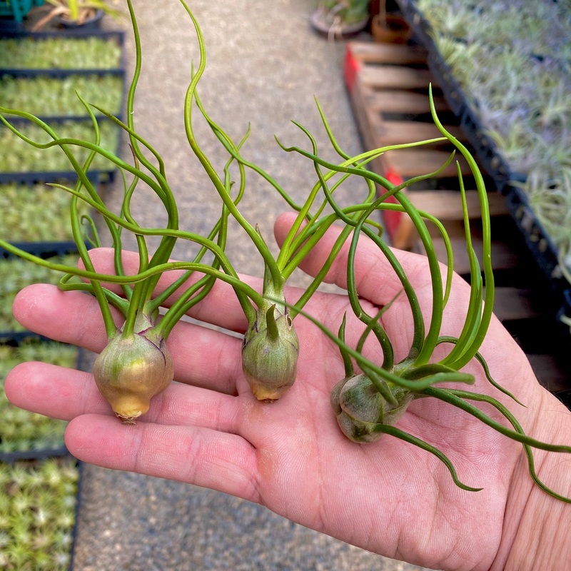 Wholesale Bulbosa Small <br> (Minimum Order 5)
