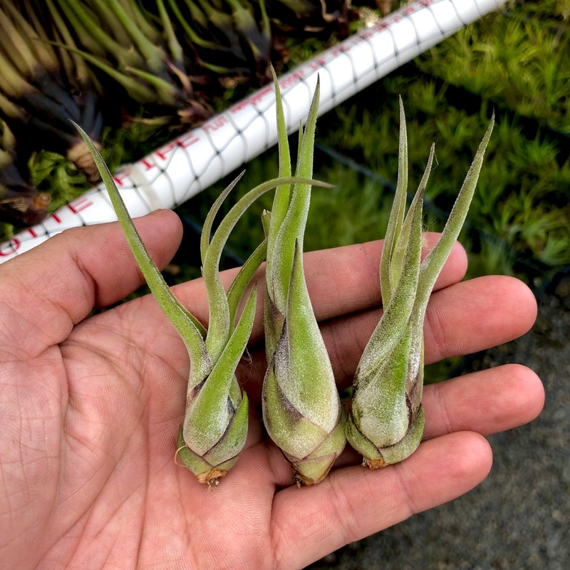 Wholesale Caput Medusae Small <br> (Minimum Order 10)