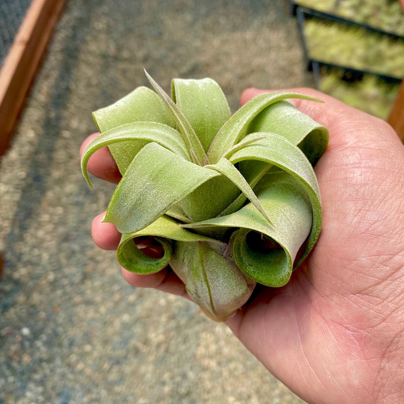 Wholesale Streptophylla  Medium <br> (Minimum Order 3)