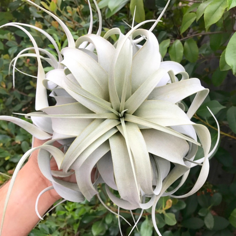 Wholesale Xerographica Thick Leaf Large (Minimum Order 3) <br> *Cannot Be Shipped Internationally*