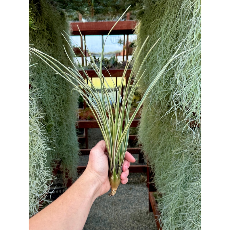 Cyanea Variegata