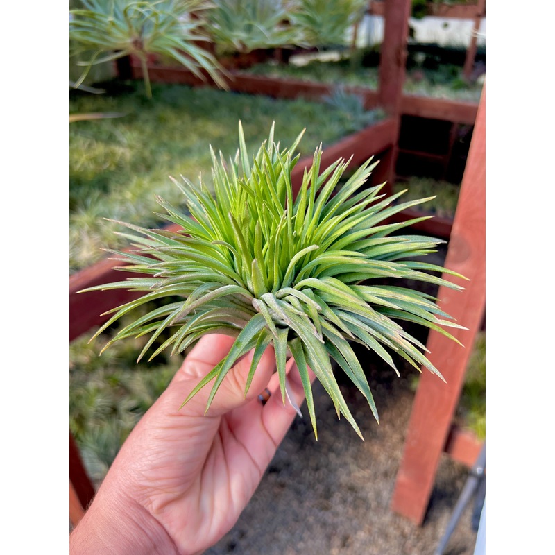 ionantha giant (No ID) <br> (NEW ADDITIONS 3/13!)