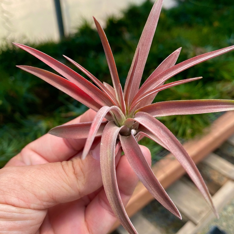Velutina <br> (Currently Green)